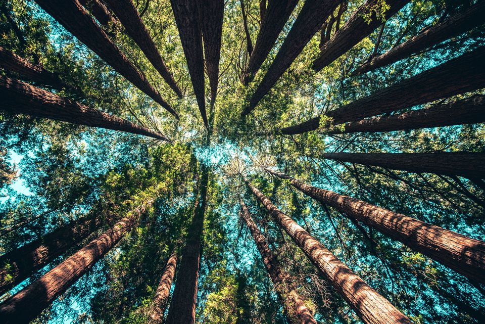 Looking to the sky through a canopy of tree